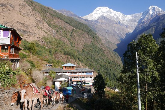 se-joindre-a-un-groupe-chomrongtrek-nepal-13jours
